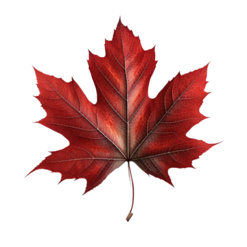 pngtree-maple-red-autumn-png-image_6674458